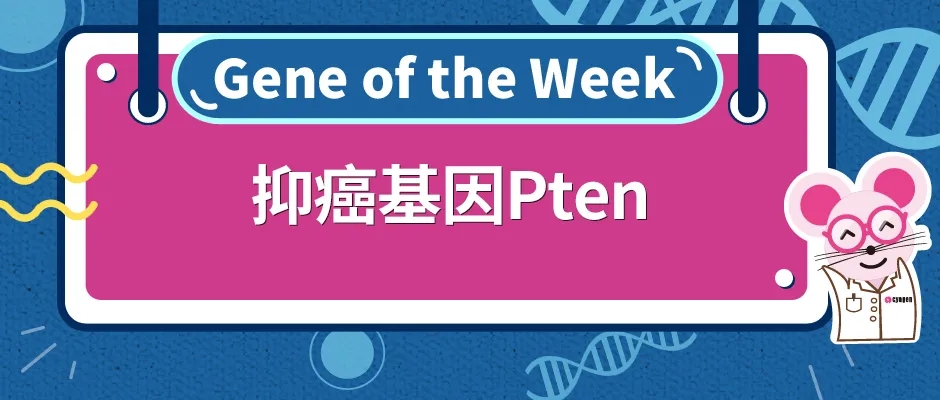 PTEN基因敲除小鼠助力肿瘤研究
