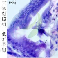 利用斑马鱼模型评价化妆品致敏性