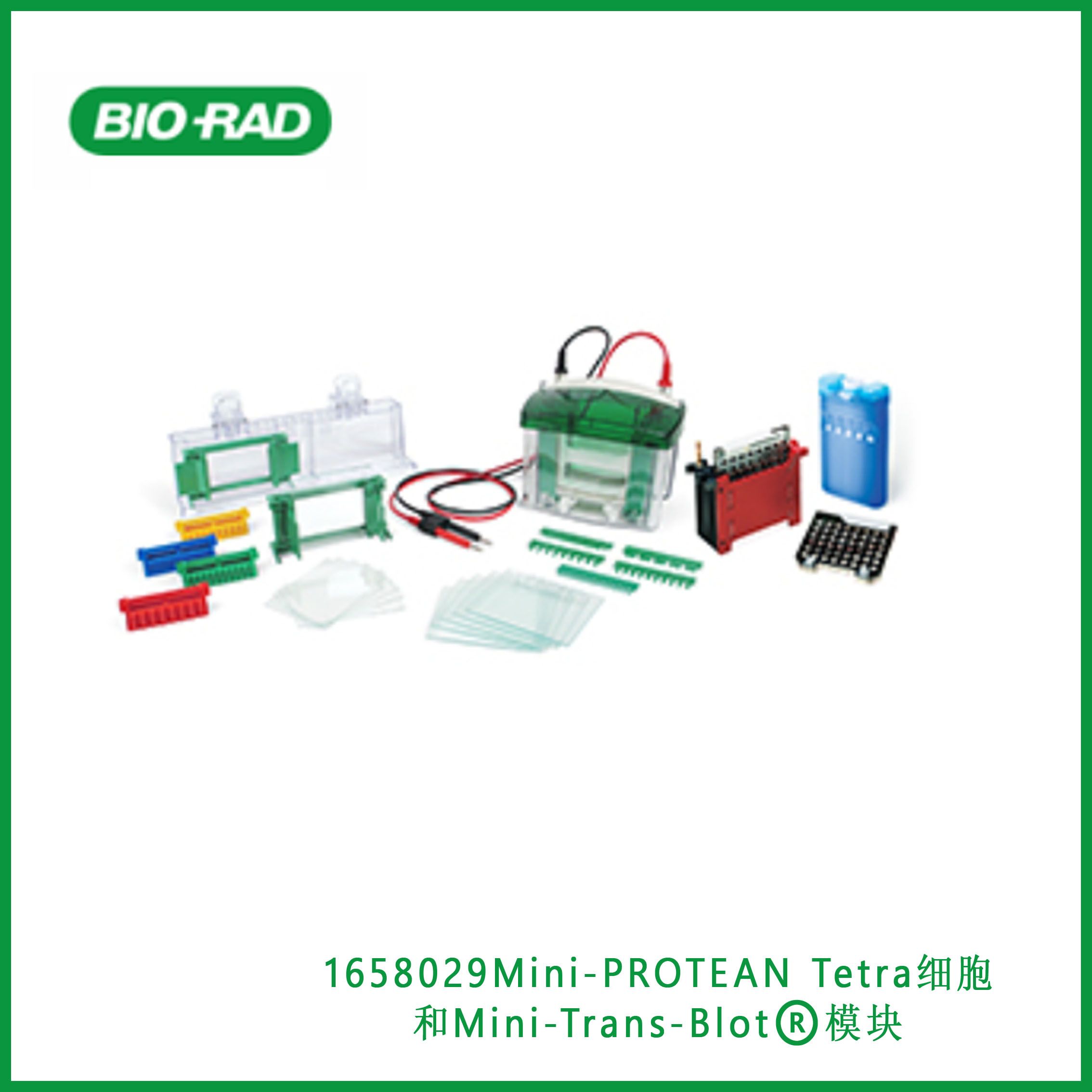 伯乐Bio-Rad1658029 Mini-PROTEAN® Tetra Cell and Mini Trans-Blot® Module，Mini-PROTEAN®Tetra细胞和Mini-Trans-Blot®模块，现货
