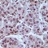 大鼠肾组织免疫组化实验