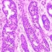 大鼠脑组织免疫组化实验