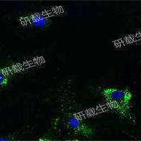 外泌体染色:PKH67/PKH26