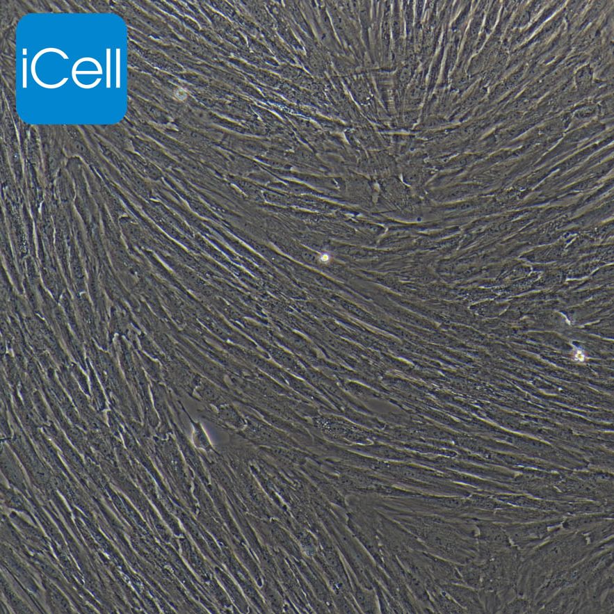 骨髓间充质干细胞/星形胶质细胞/可发SCI文章/免疫荧光鉴定