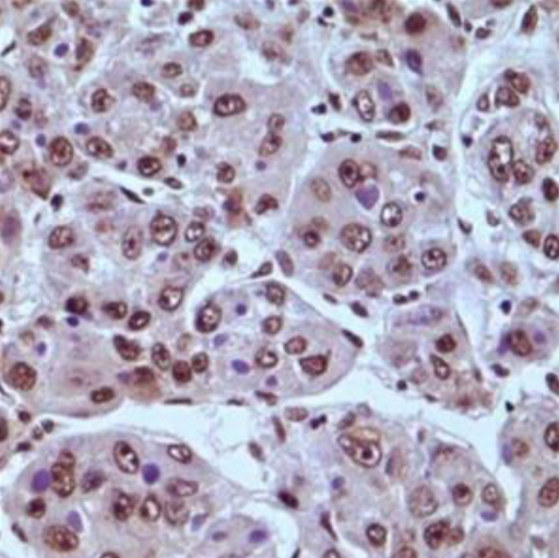 大鼠心脏组织免疫组化