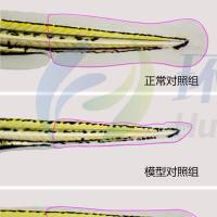 利用斑马鱼模型评价化妆品抗光老化作用