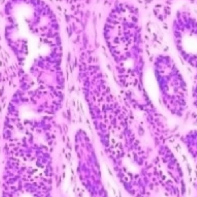 大鼠免疫组化实验