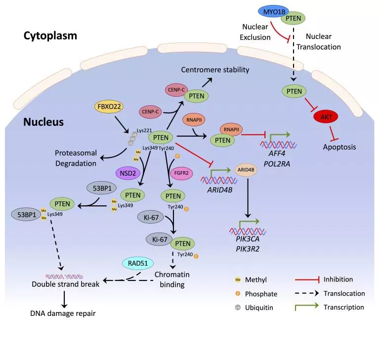PTEN基因敲除小鼠助力肿瘤研究