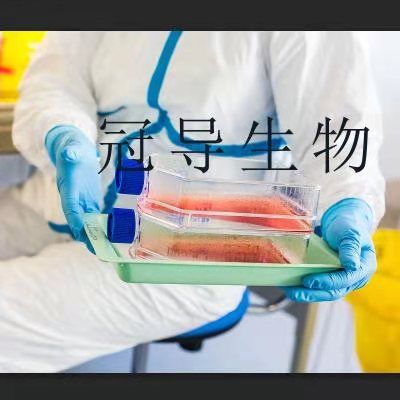 HRA-19 Cells;人结肠癌腺癌体外鲜活细胞|STR鉴定图谱
