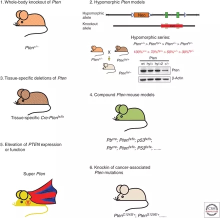 PTEN基因敲除小鼠助力肿瘤研究