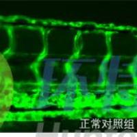 利用斑马鱼模型评价化妆品改善微循环作用