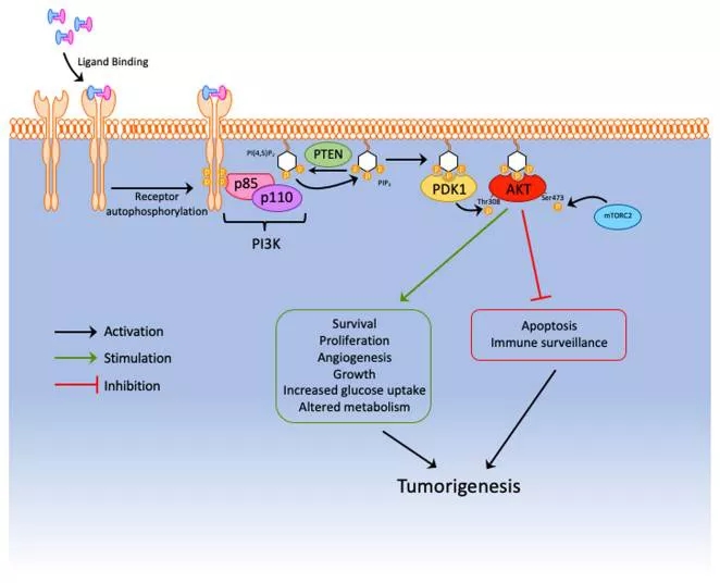 PTEN基因敲除小鼠助力肿瘤研究