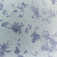 上海软琼脂克隆实验