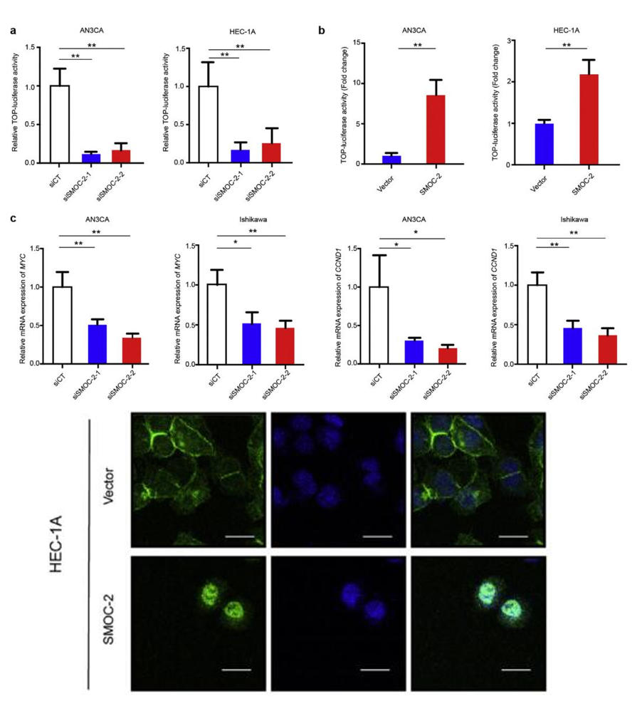 肿瘤干细胞研究套路:Wnt信号通路的激活