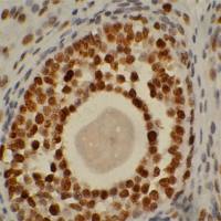 上海细胞TUNEL检测实验