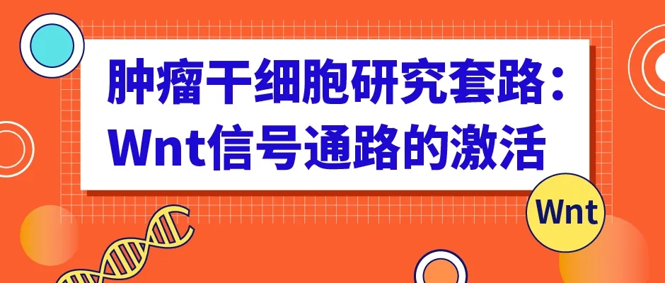 肿瘤干细胞研究套路：Wnt信号通路的激活