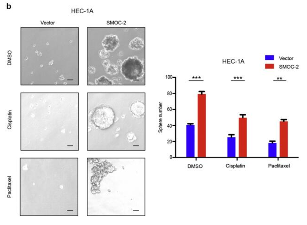 肿瘤干细胞研究套路:Wnt信号通路的激活