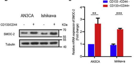肿瘤干细胞研究套路:Wnt信号通路的激活