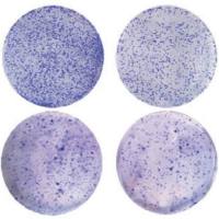 上海平板克隆形成实验