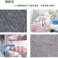 OLN-93细胞系、OLN93大鼠少突胶质前体细胞系