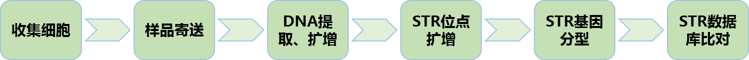 细胞STR鉴定 开学优惠