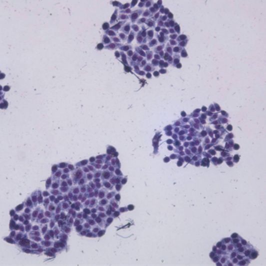 上海细胞平板克隆实验