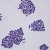 上海细胞平板克隆实验