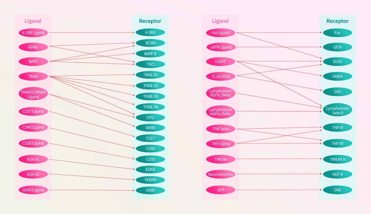 经MALS验证的TNF超家族三聚体高活性蛋白，你值得拥有