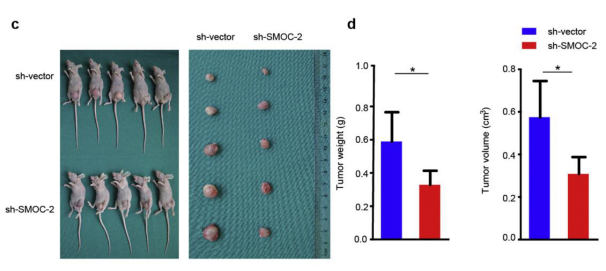 肿瘤干细胞研究套路:Wnt信号通路的激活