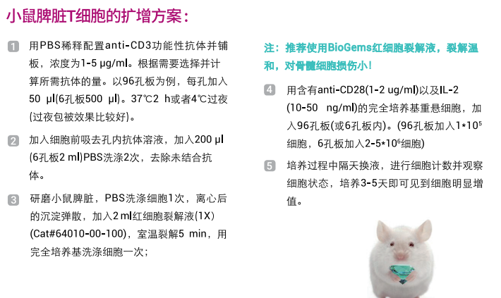 小鼠CD28功能性抗体（T细胞激活扩增）