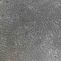 上海细胞增殖实验