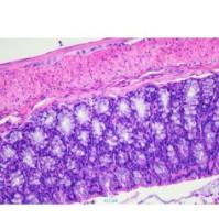 上海DSS溃疡性结肠炎模型构建