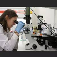 NCI.H522 Cells;人肺癌体外鲜活细胞|STR鉴定图谱