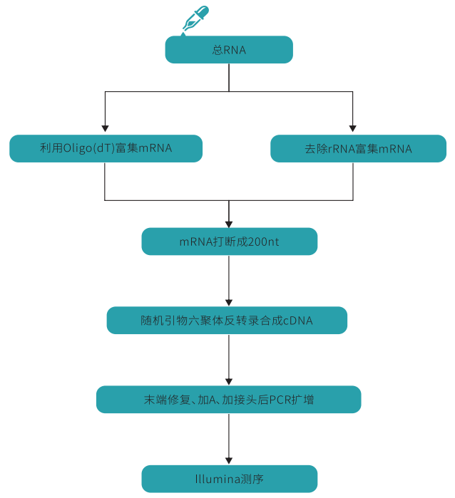 技术介绍丨转录组学技术路线及研究意义