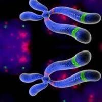 细胞原位杂交实验