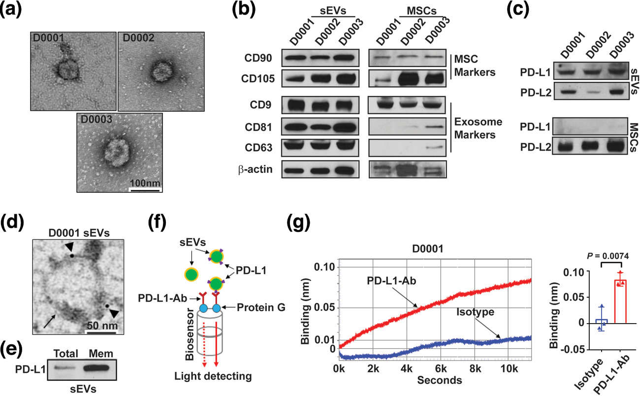 MSC来源的小细胞外囊泡通过PD-L1抑制T细胞功能