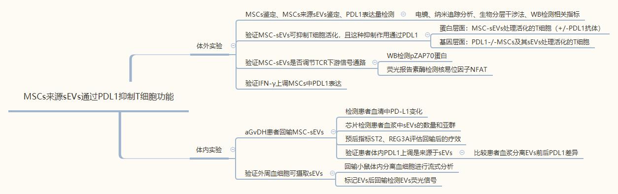 MSC来源的小细胞外囊泡通过PD-L1抑制T细胞功能