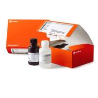 ECL Prime Western Blotting Detection Reagent