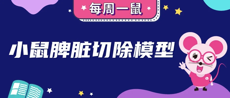 小鼠脾脏切除模型