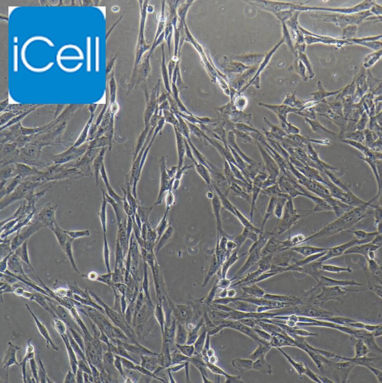 脐带间充质干细胞/免疫荧光鉴定  赛百慷（iCell）