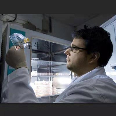 IOSE 80 Cells;人正常卵巢上皮体外鲜活细胞|STR鉴定图谱