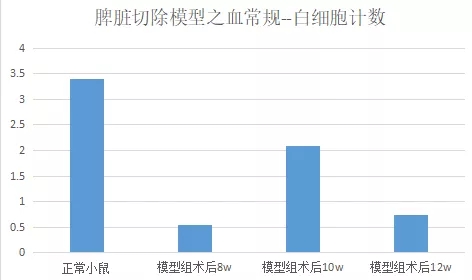 小鼠脾脏切除模型