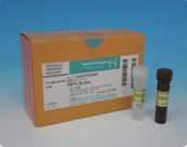 细胞裂解液 : RIPA Buffer