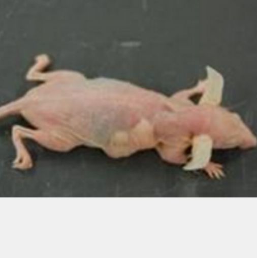 上海裸鼠成瘤实验
