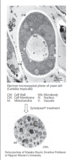 酵母裂解酶 Zymolyase® ( 藤黄节杆菌来源 )