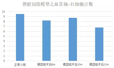 小鼠脾脏切除模型