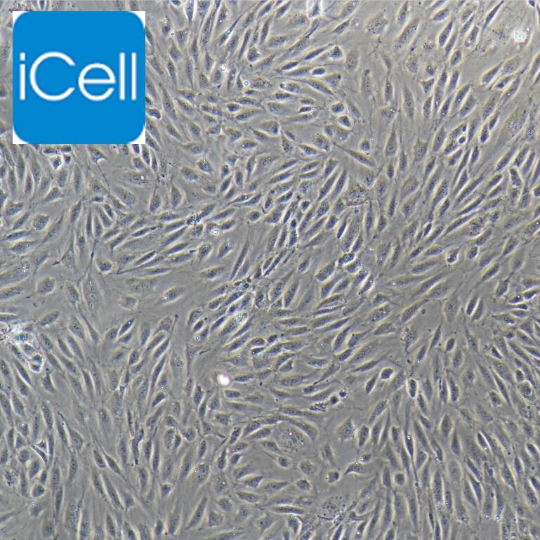 主动脉内皮细胞/免疫荧光鉴定/镜像绮点（Cellverse）
