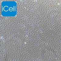 主动脉内皮细胞/免疫荧光鉴定/镜像绮点（Cellverse）