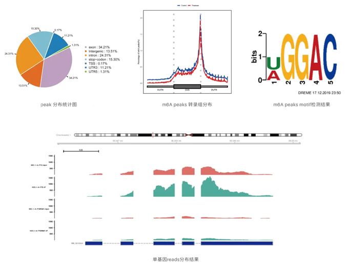收藏丨推荐两个非常值得借鉴的m6A研究方案！