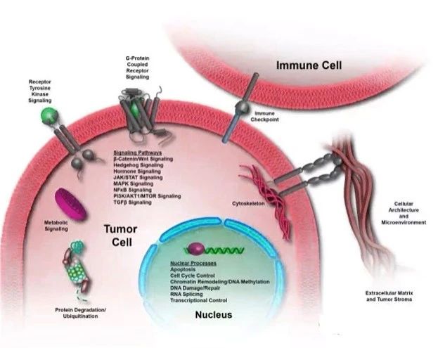 靶向药物抗体抑制剂，定义“肿瘤疗法”新概念