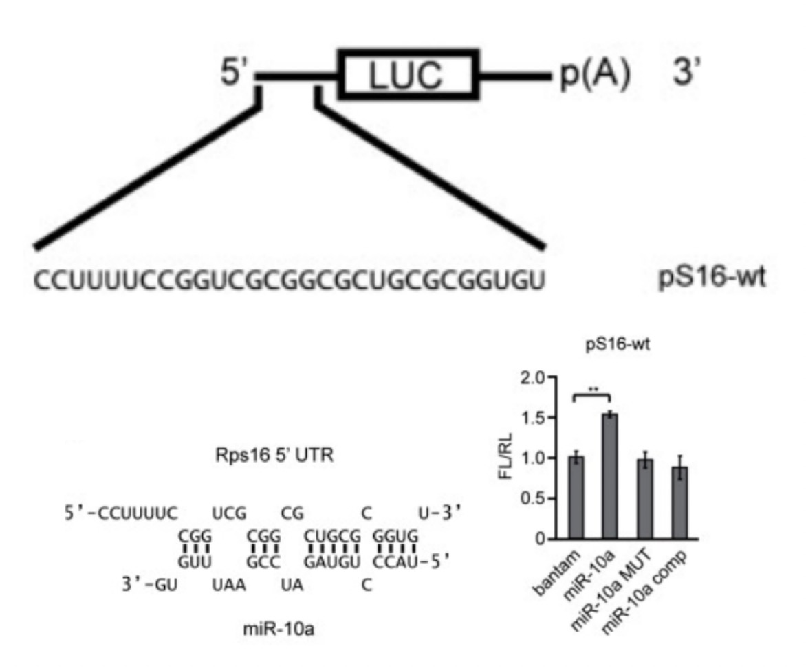 我好像发现：miRNA可以让小RNA研究不一样？!